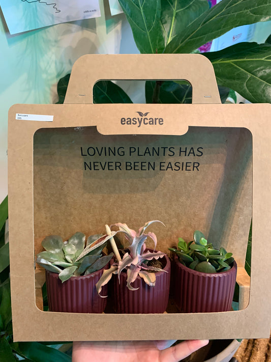 Easy care Succulent Gift Set