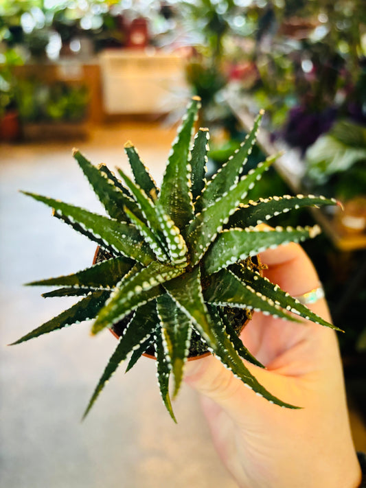 Haworthia fasciata / 'Big Band'