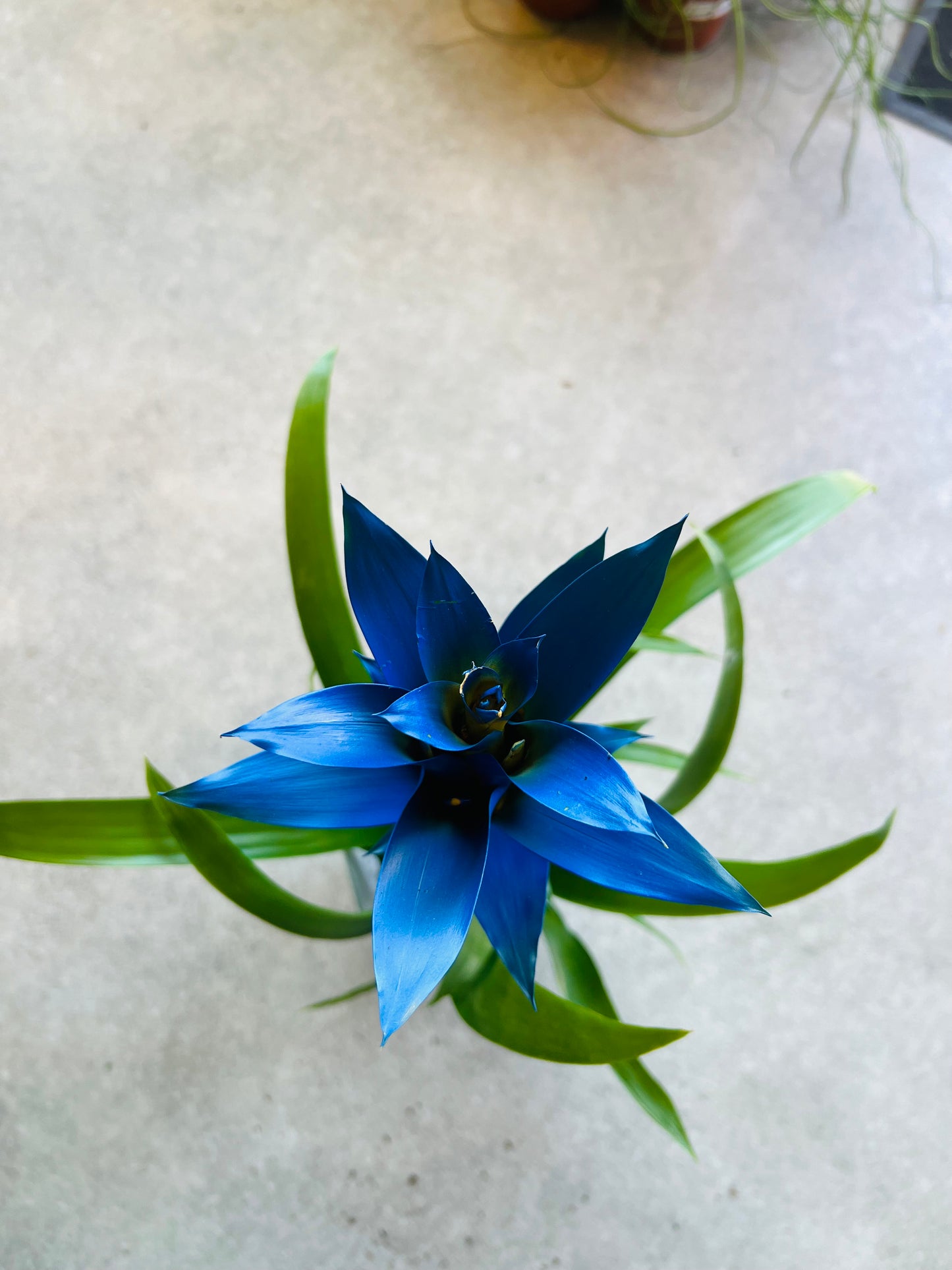 Bromeliad guzmania / 'Vase Plant' Blue
