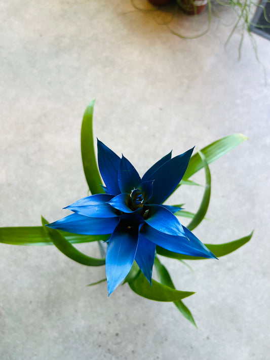 Bromeliad guzmania / 'Vase Plant' Blue