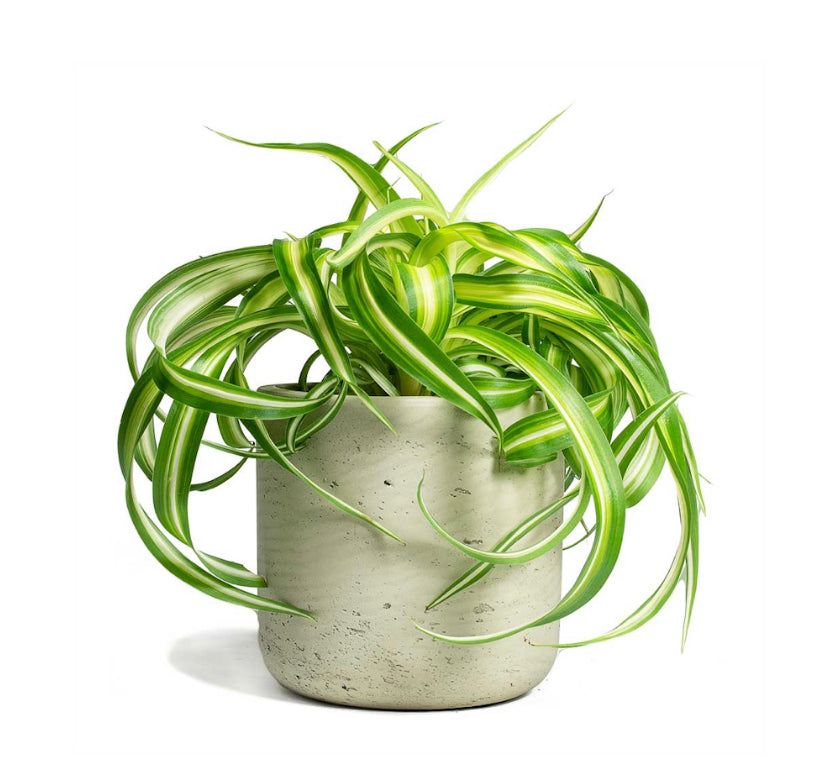 Chlorophytum comosum / 'Bonnie Curly Spider Plant'