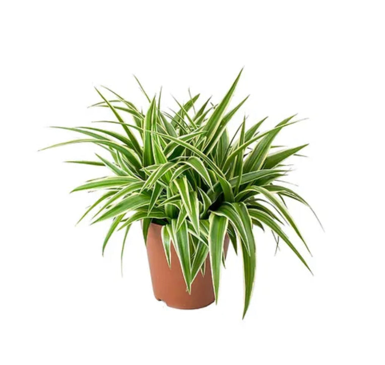 Chlorophytum comosum / 'Ocean Spider Plant'