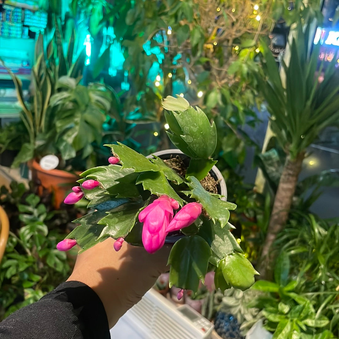 Schlumbergera x buckleyi / "Christmas Cactus"