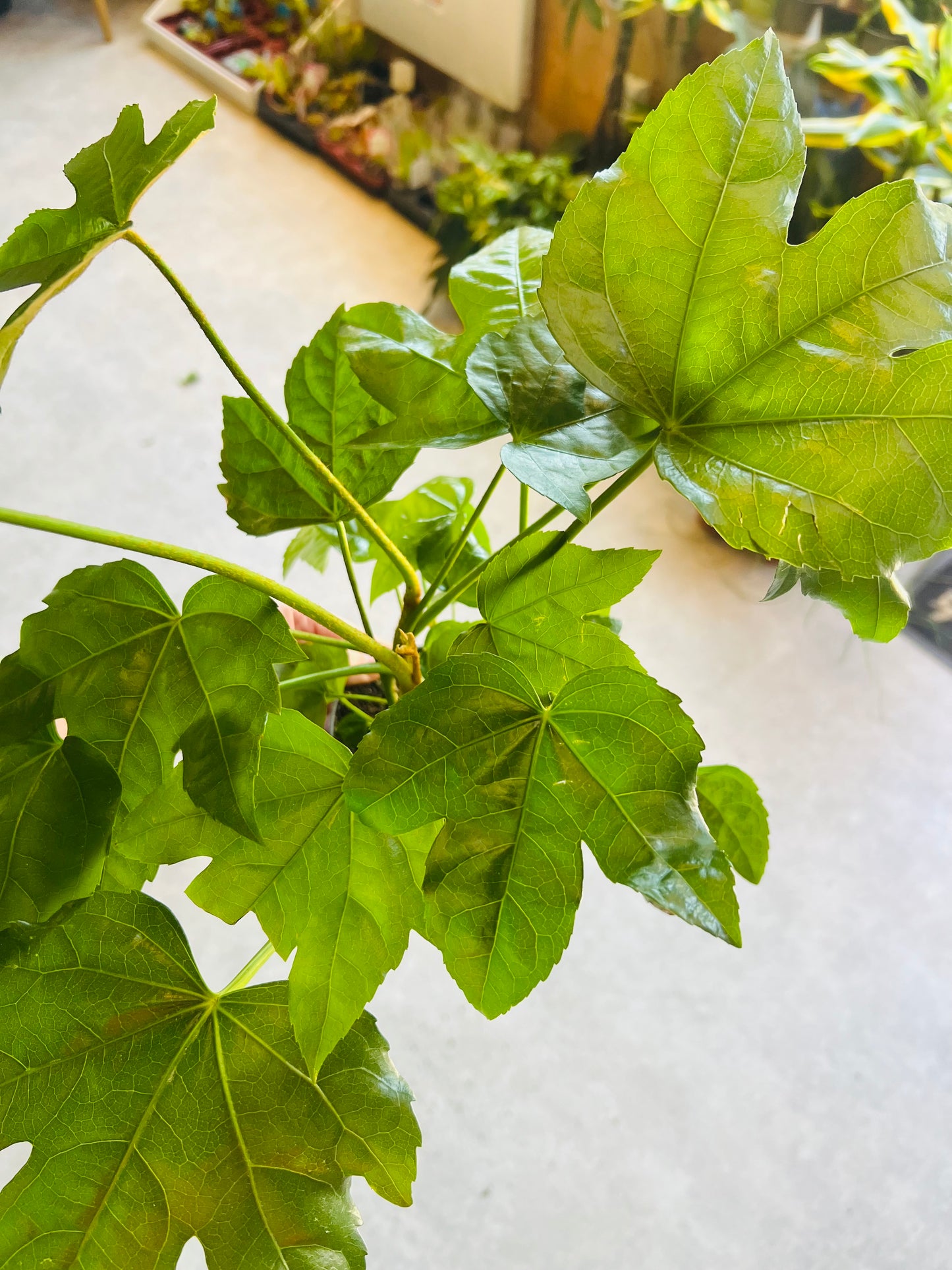 Fatsia japonica / 'Paper Plant'