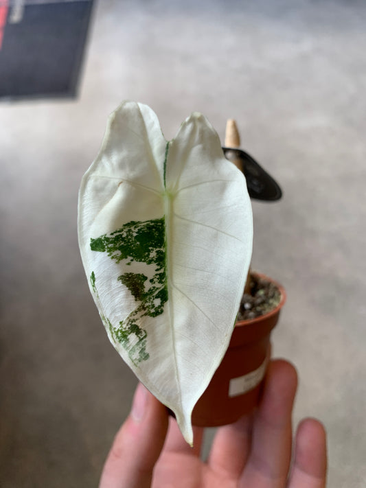 Alocasia Frydek 'Micholitziana' *RARE Variegata*