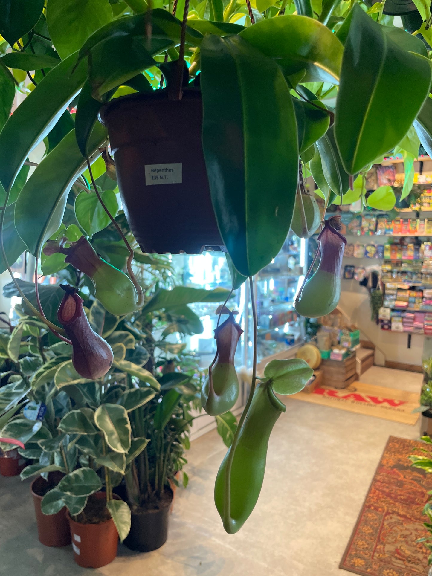 Nepenthes / 'Monkey Cup Plant' mix