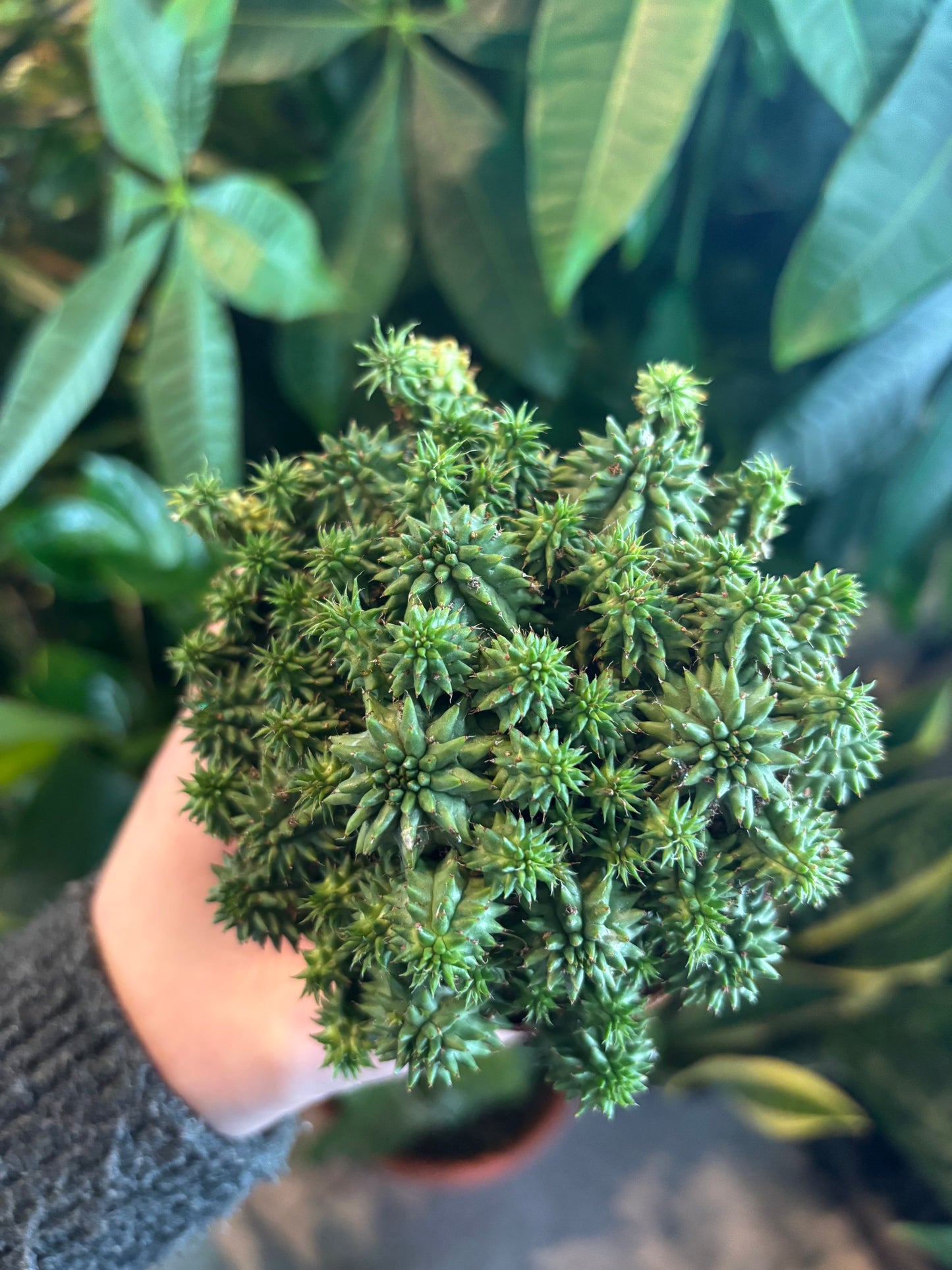 *Rare* Euphorbia susannae / 'Suzanne's Spurge'