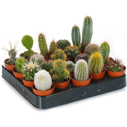 Mini Cactus Mix