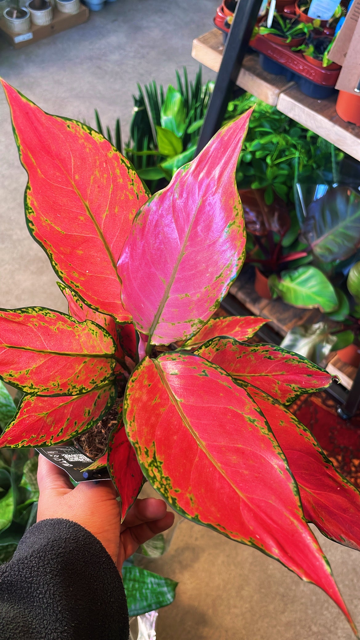 Aglaonema Cherry Baby