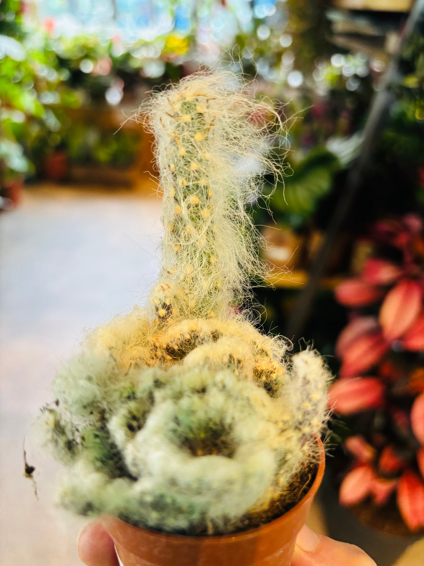 Opuntia vestita cristata / 'Crested Cotton Cactus'