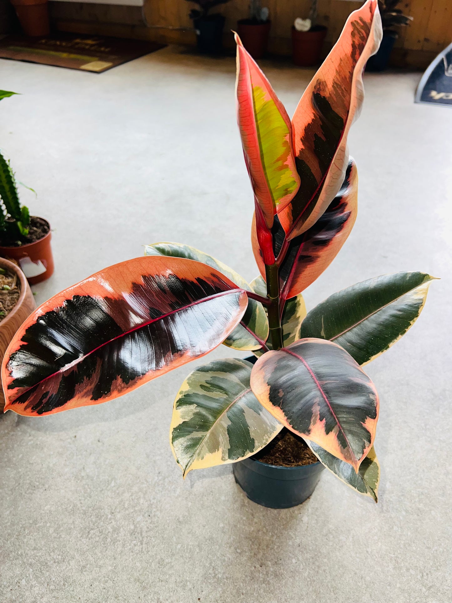 Ficus Elastica Belize / 'Pink Rubber Plant'