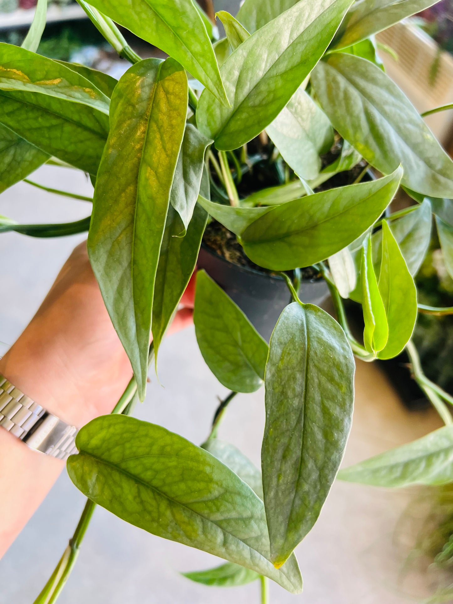 Epipremnum pinnatum / 'Cebu Blue Pothos'