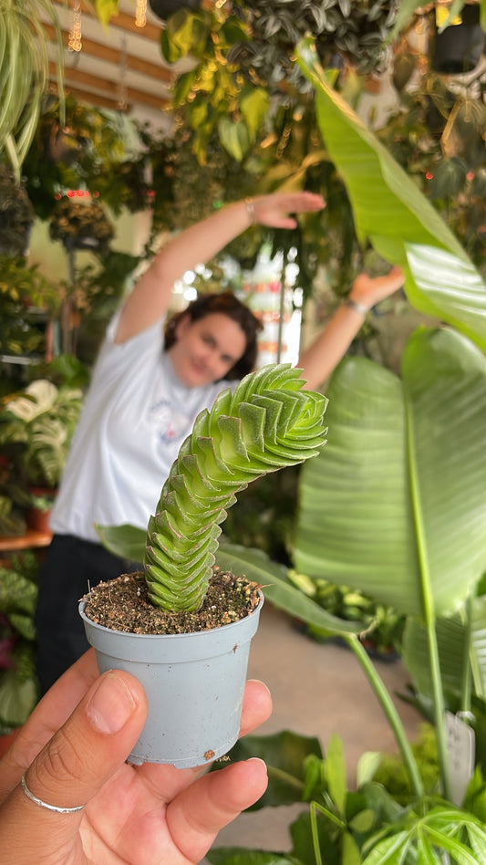 Crassula Buddhas Temple