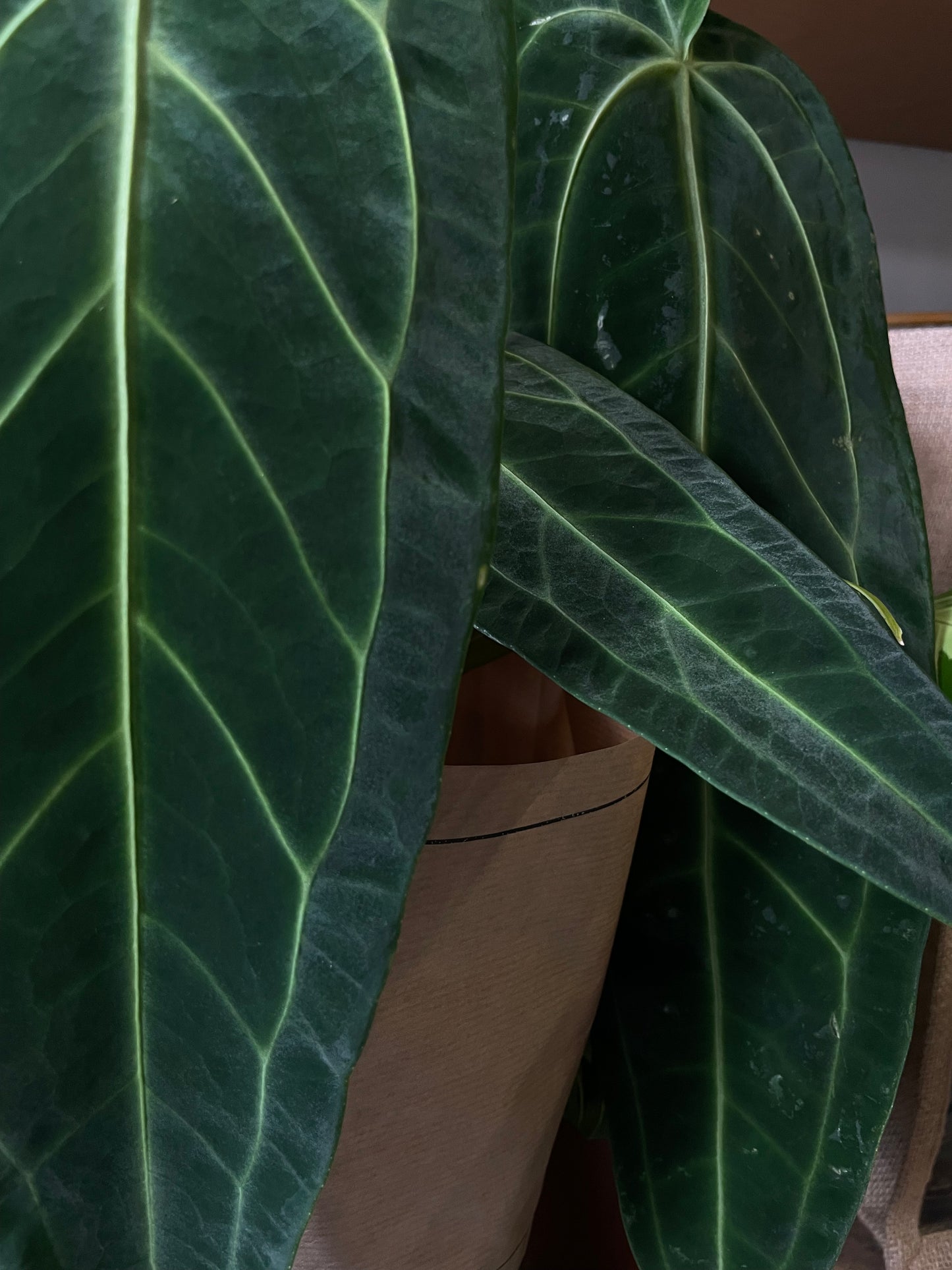 Anthurium warocqueanum / Queen Anthurium