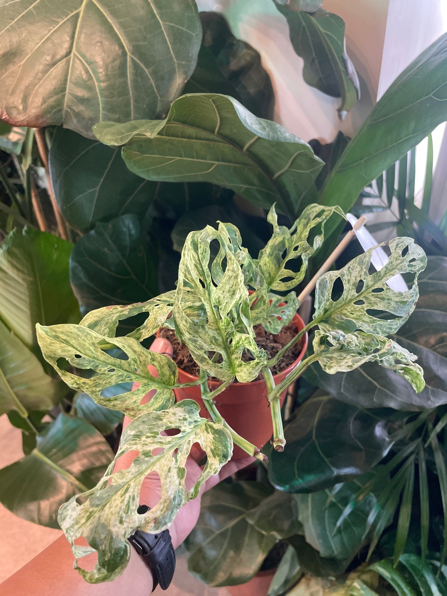 Monstera adansonii var. laniata / 'Frozen Freckles'
