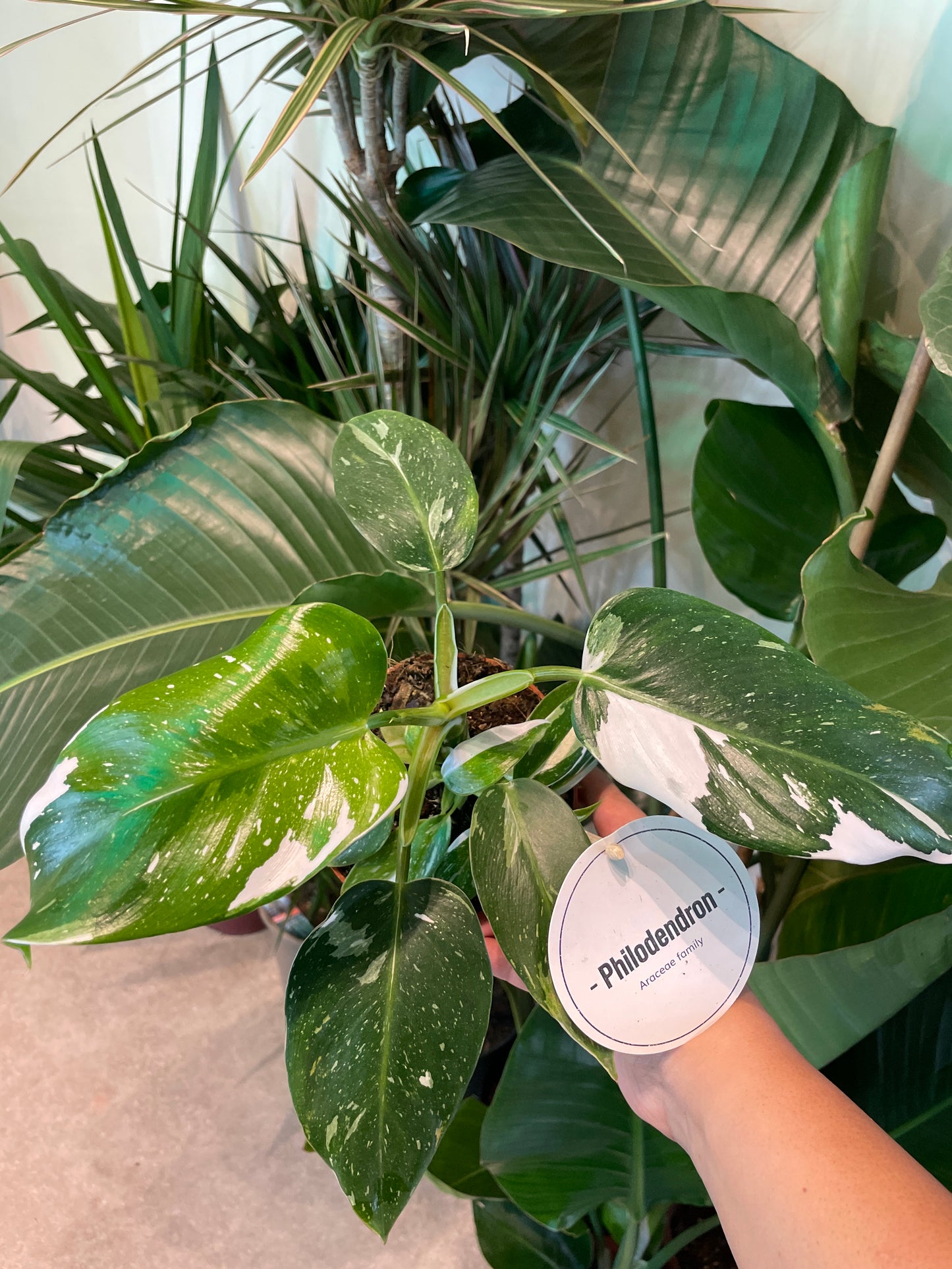 Philodendron White Princess