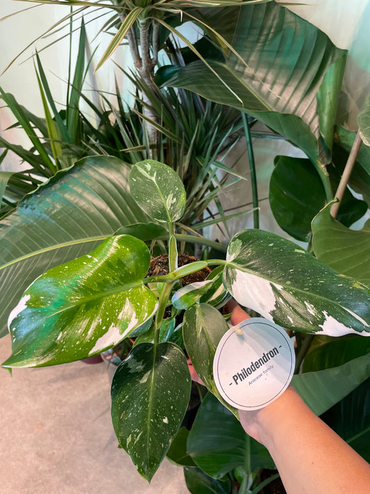 Philodendron White Princess