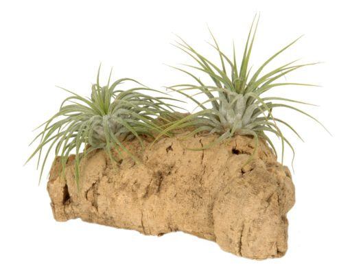 Tillandsia on Driftwood