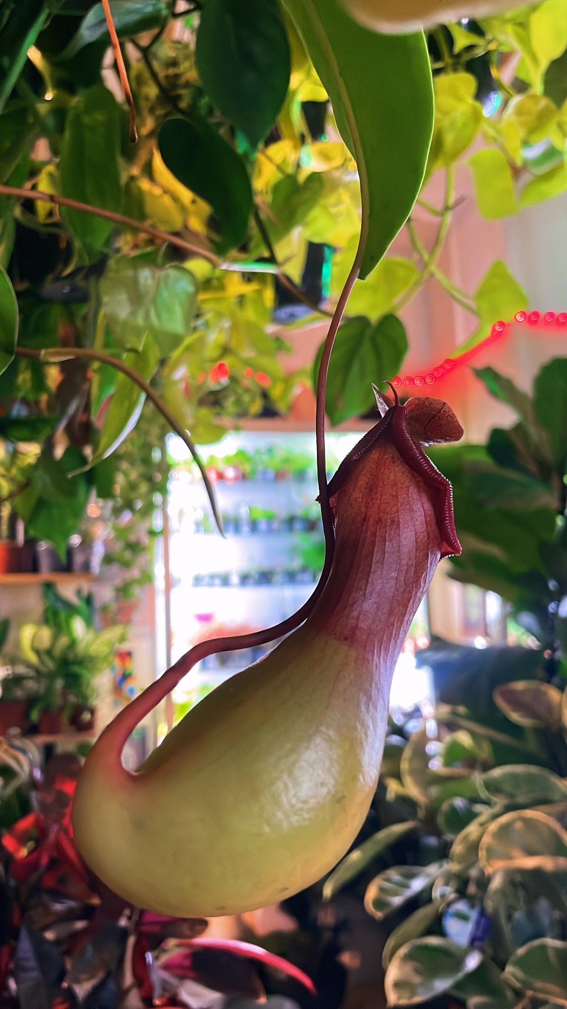 Nepenthes / 'Monkey Cup Plant' mix