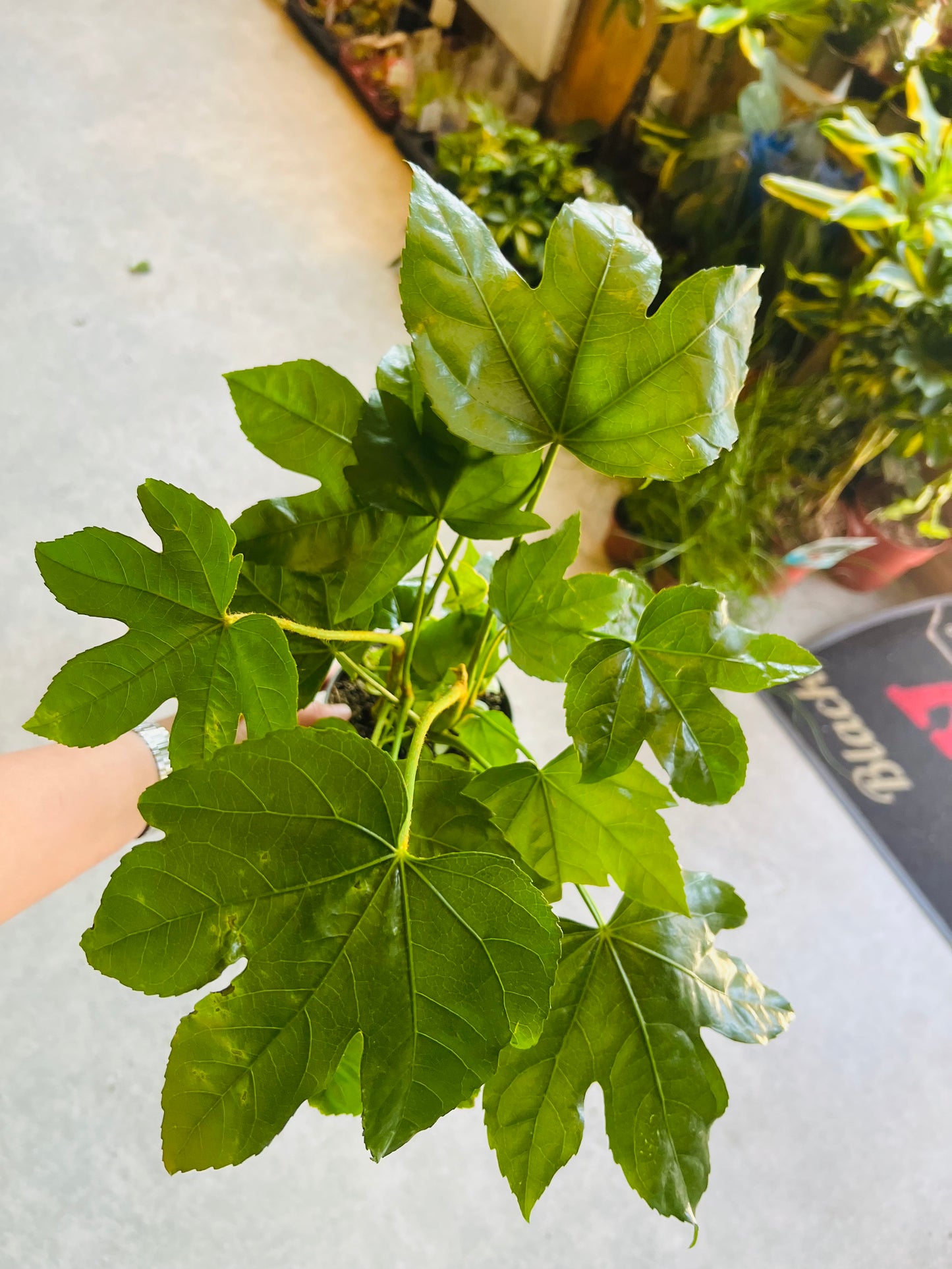 Fatsia japonica / 'Paper Plant'