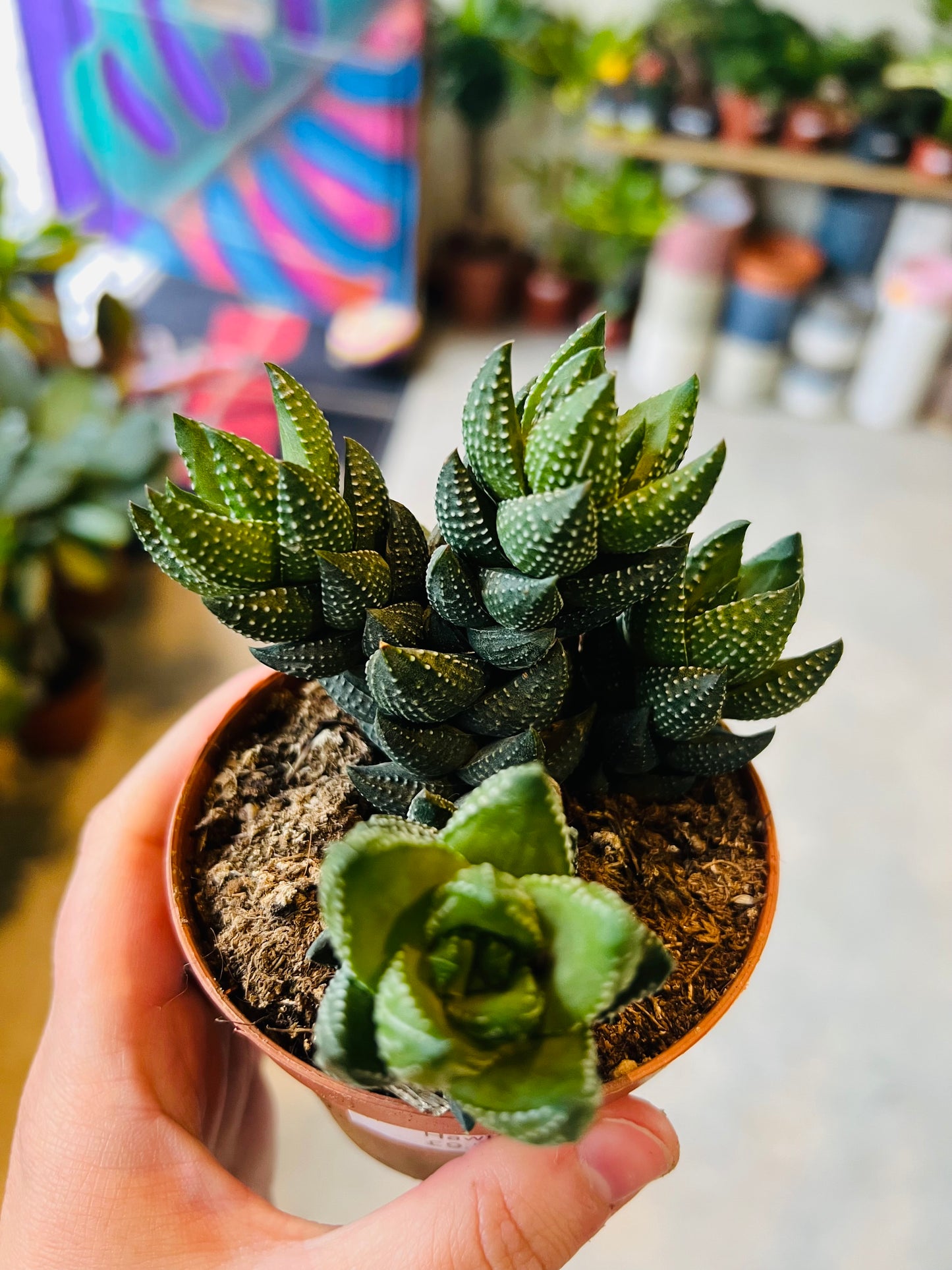 Haworthiopsis reinwardtii / 'Zebra Wart'