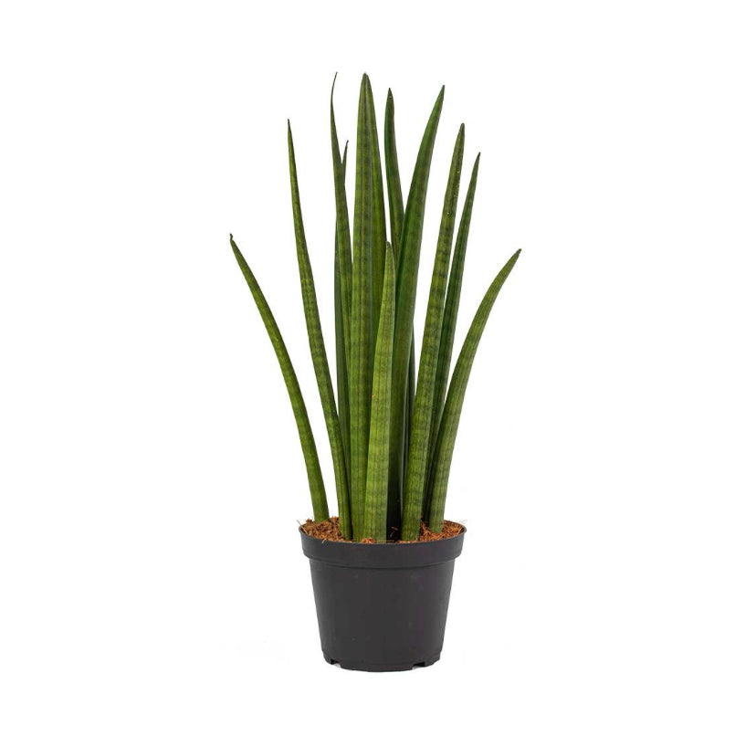 Sansevieria cylindrica / 'Cylindrical Snake Plant'