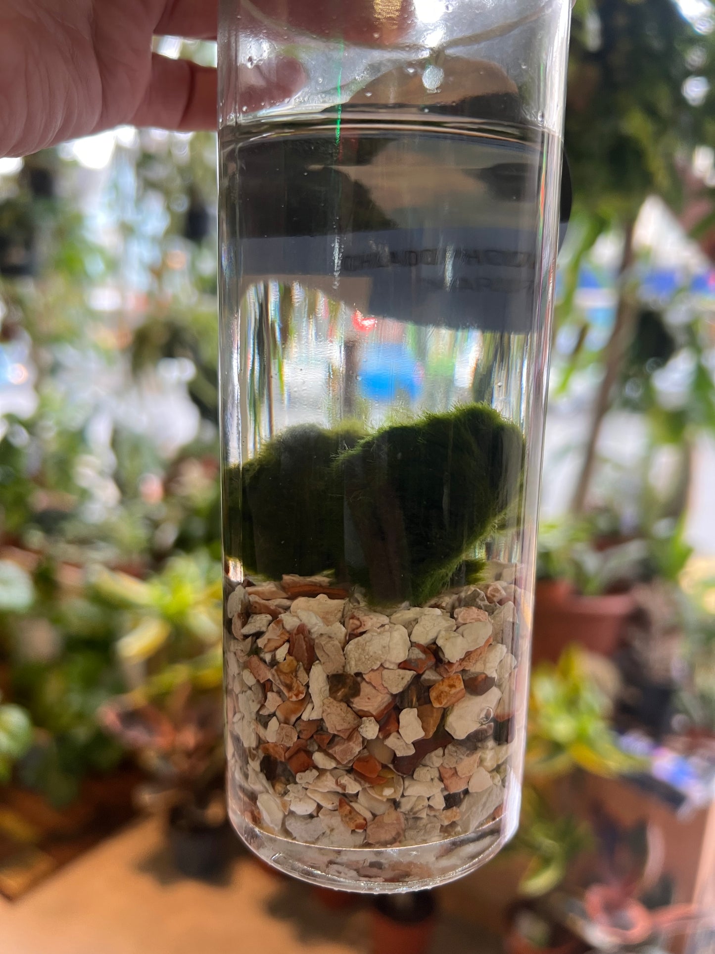 Chladaphora aegaropila / 'Marimo Moss Ball'