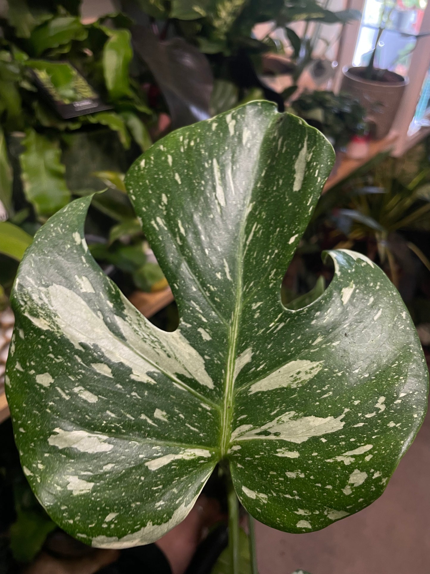 *RARE ONLINE EXCLUSIVE* Monstera Deliciosa Thai Constellation