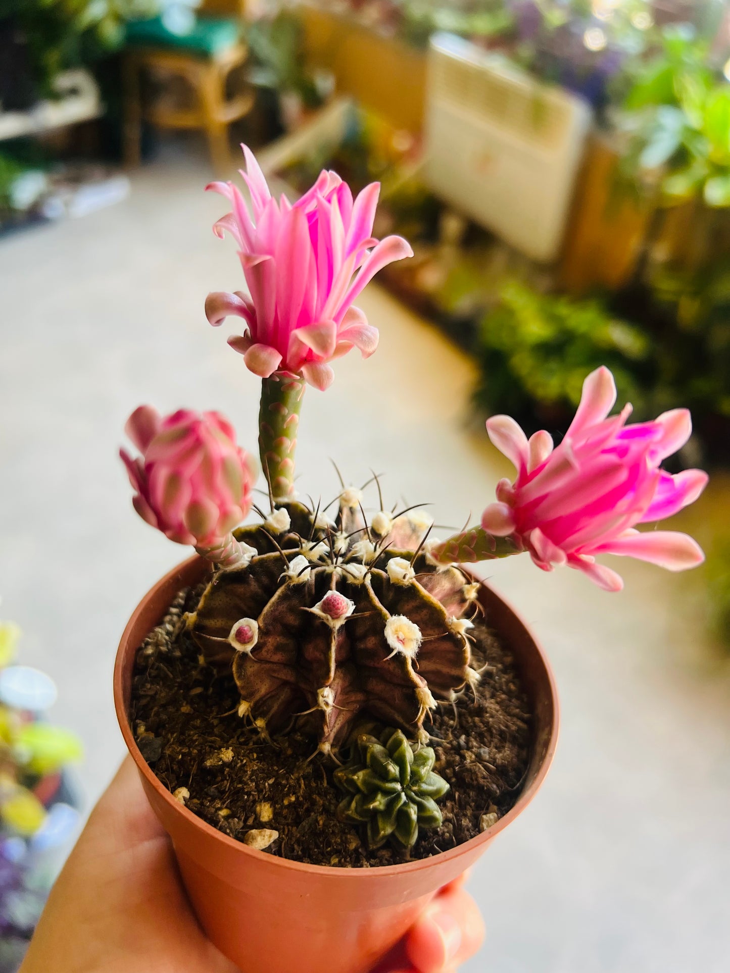 Gymnocalycium friedrichii / 'Dwarf Chin Cactus'