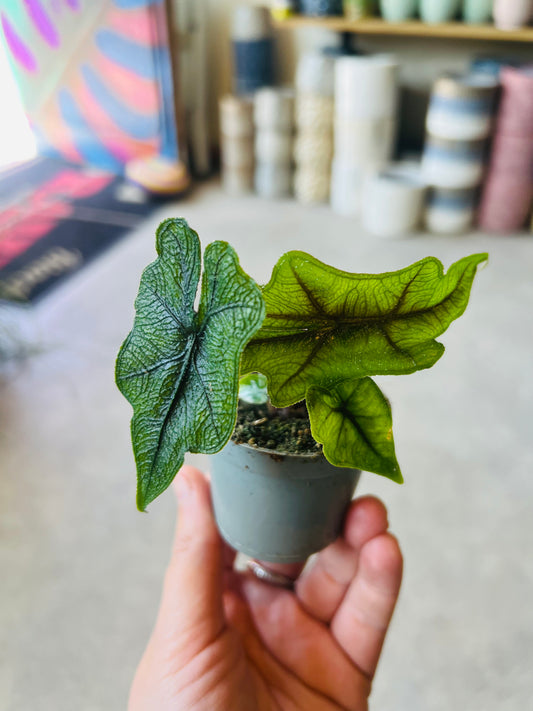 Alocasia sulawesi / 'Jacklyn'