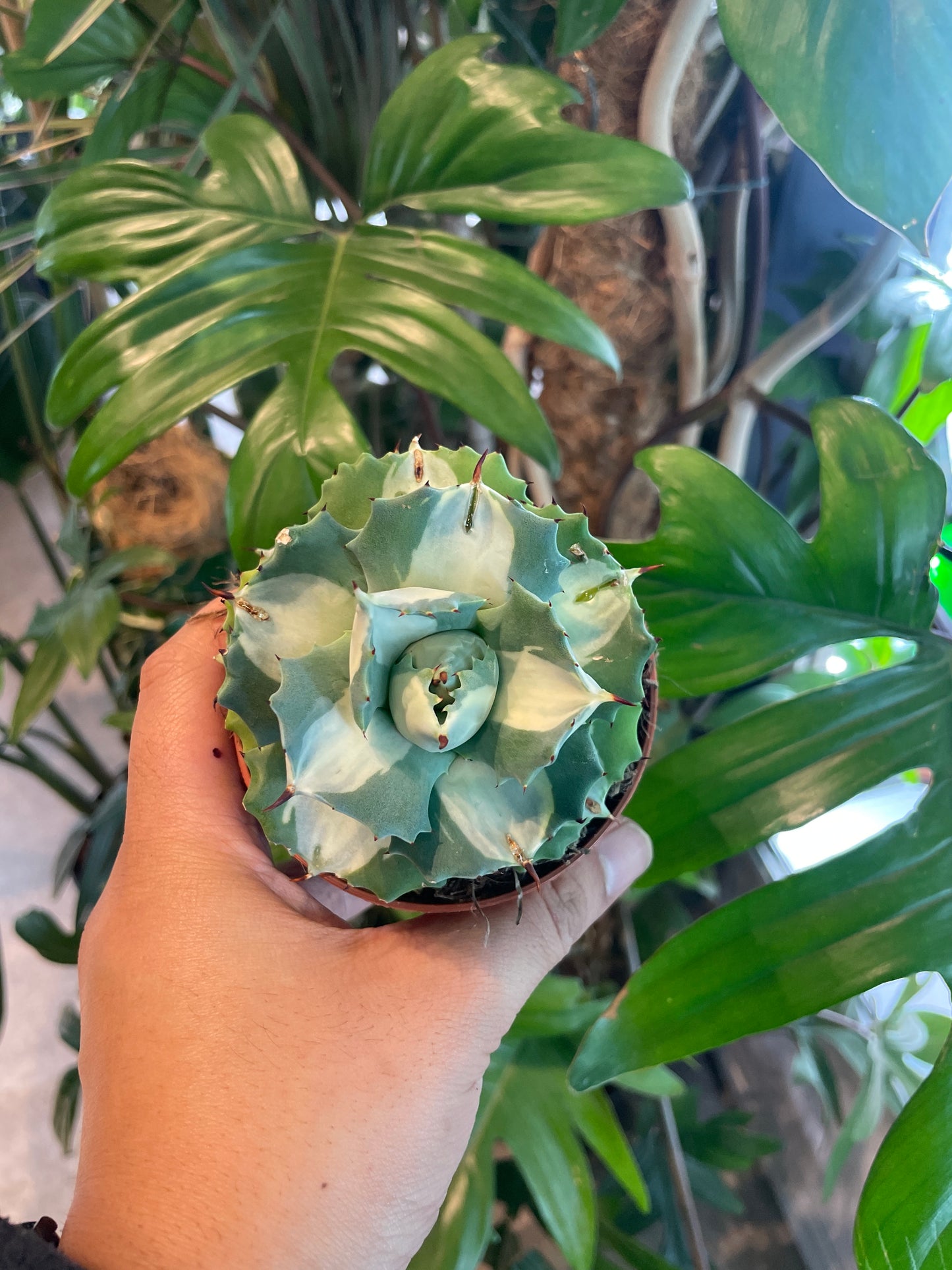 *RARE* Agave potatorum / 'Ouji-Raijin Variegated'