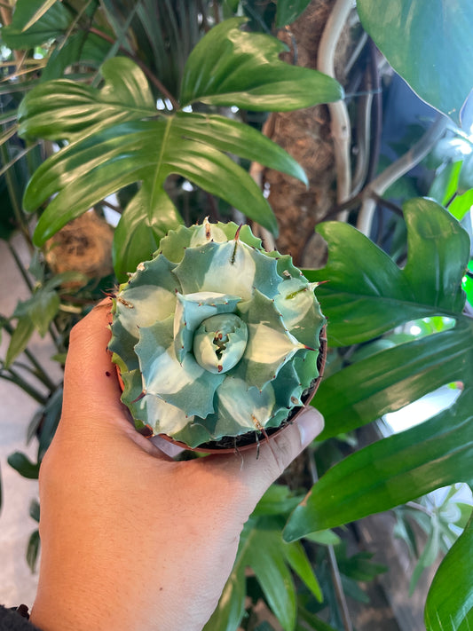 *RARE* Agave potatorum / 'Ouji-Raijin Variegated'