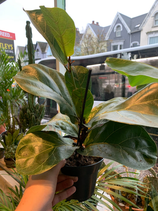 Ficus Lyrata / ‘Fiddle Leaf Fig’