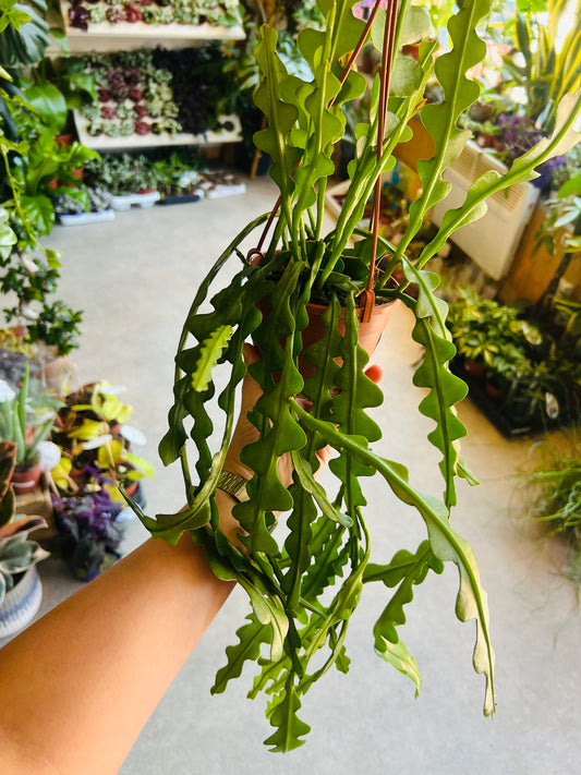 Epiphyllum anguliger / 'Fishbone Cactus'