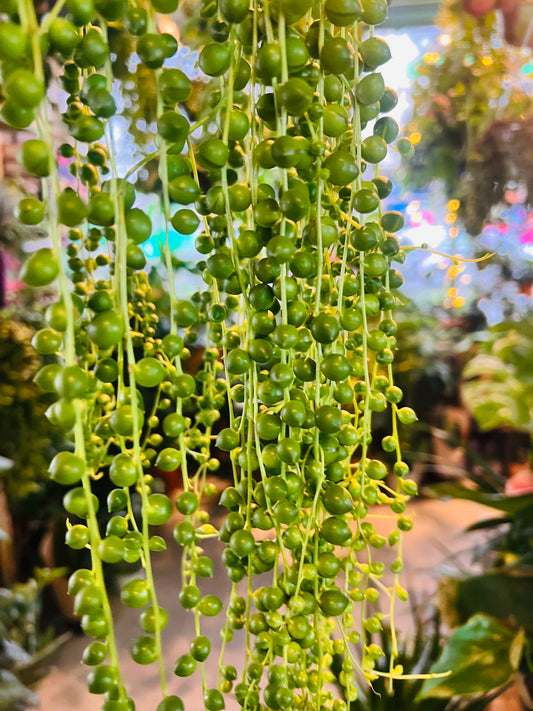 Senecio herreianus / ‘String of Pearls’