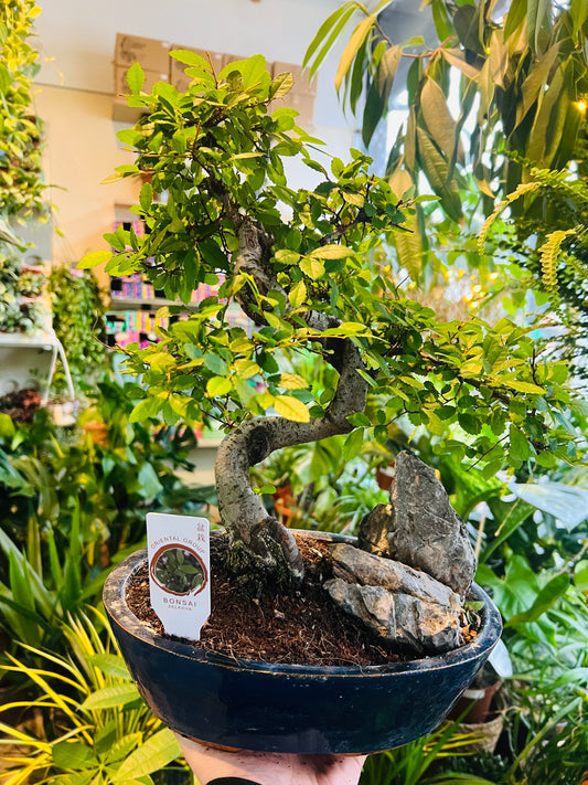 Zelkova Bonsai / 'Japanese Elm' 28cm