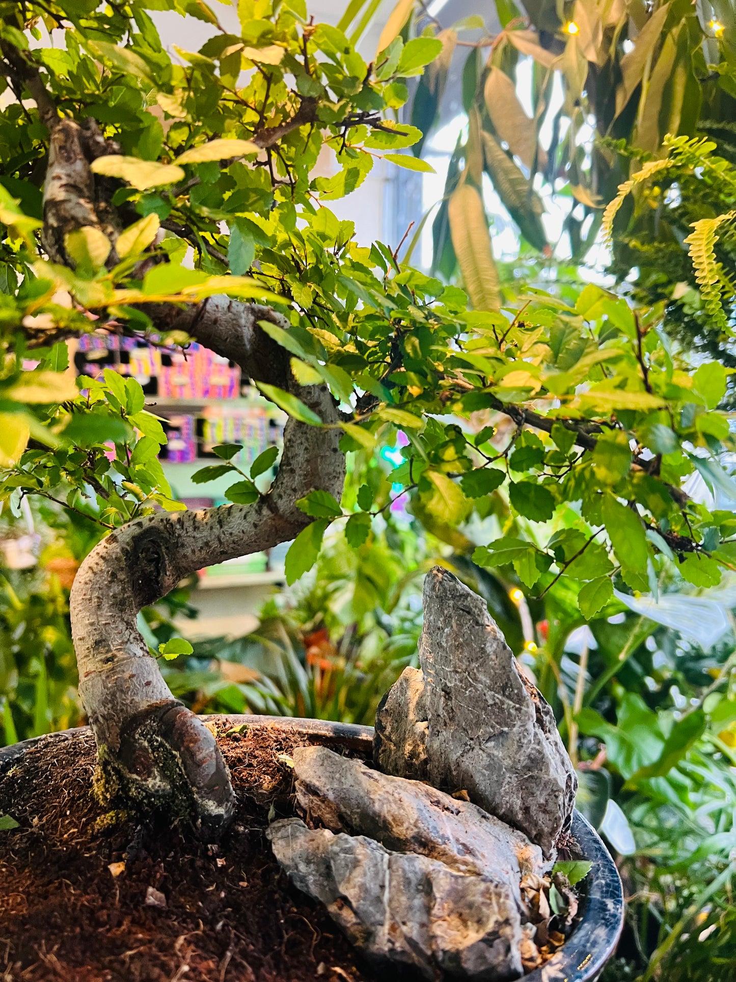 Zelkova Bonsai / 'Japanese Elm' 28cm