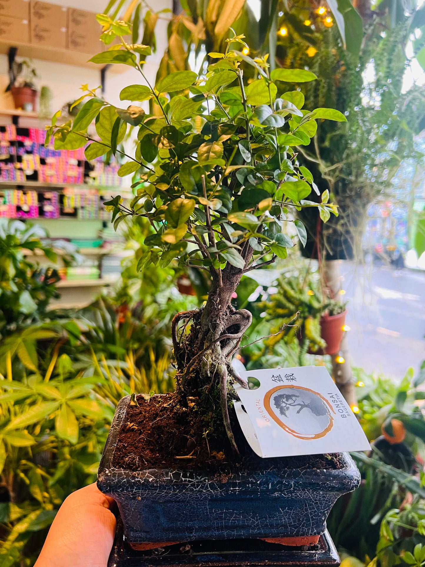 Zelkova Bonsai / 'Japanese Elm' 15cm