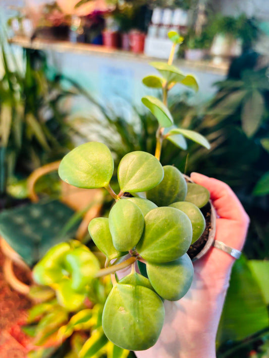 Peperomia tetraphylla / 'Peperomia Hope'