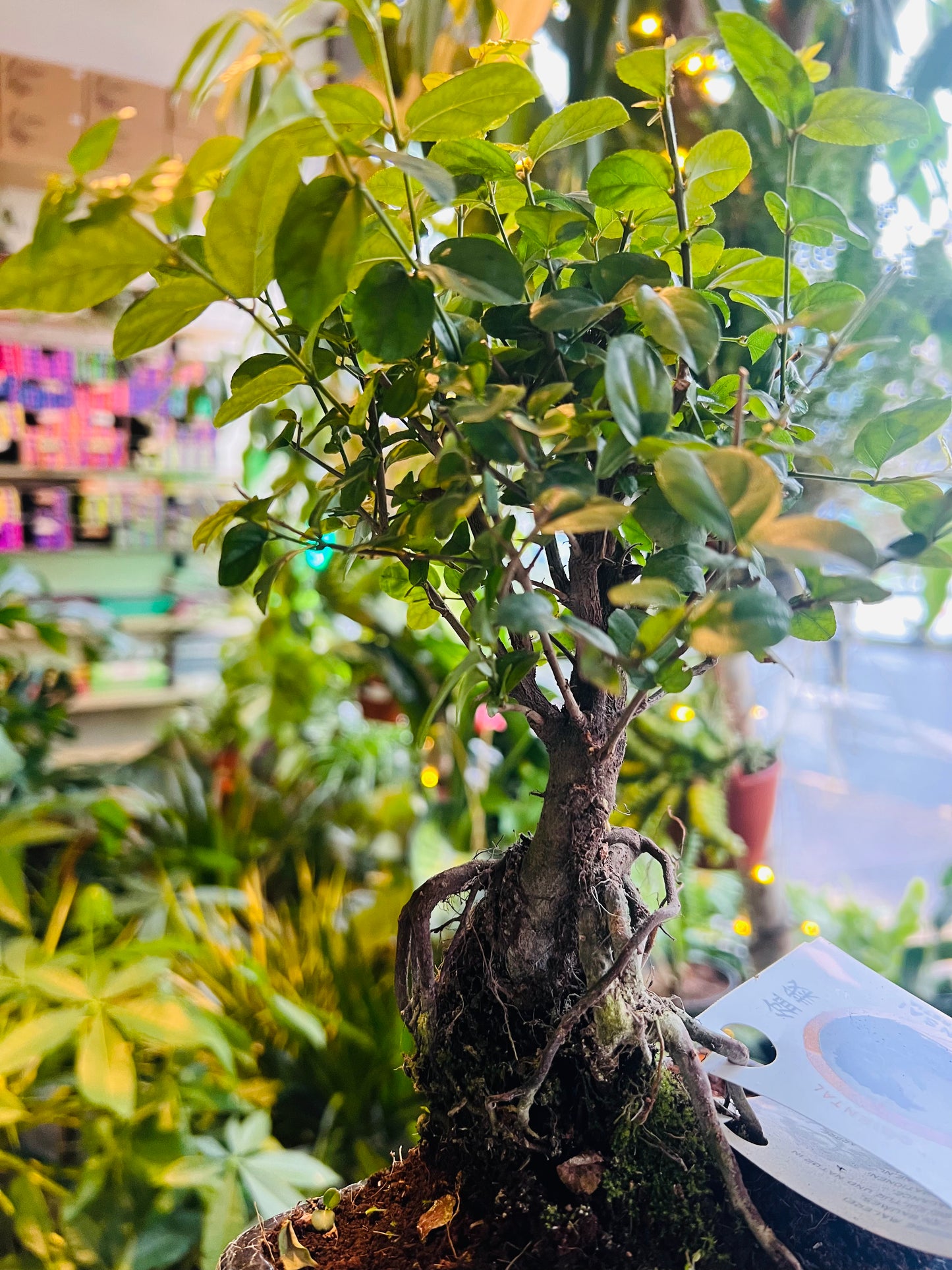 Zelkova Bonsai / 'Japanese Elm' 15cm