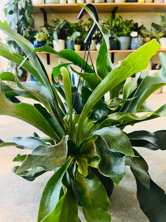Platycerium bifurcatum / 'Stag Horn Fern'