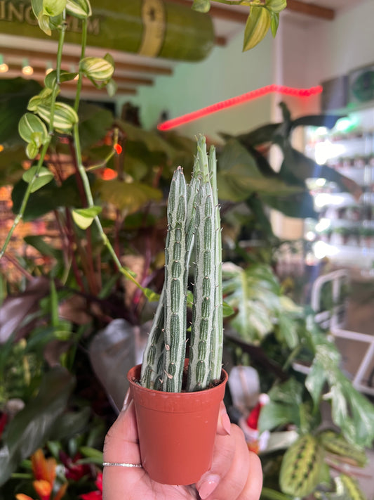 Senecio stapeliiiformis / "Pickle Plant"