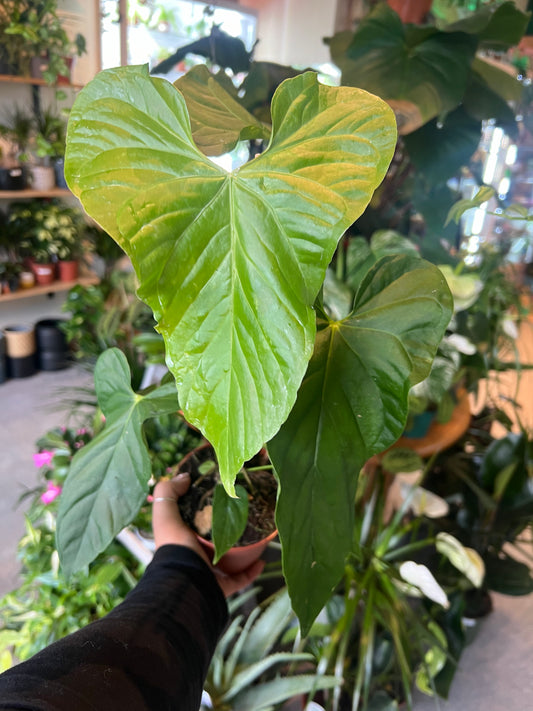 Anthurium balaoanum