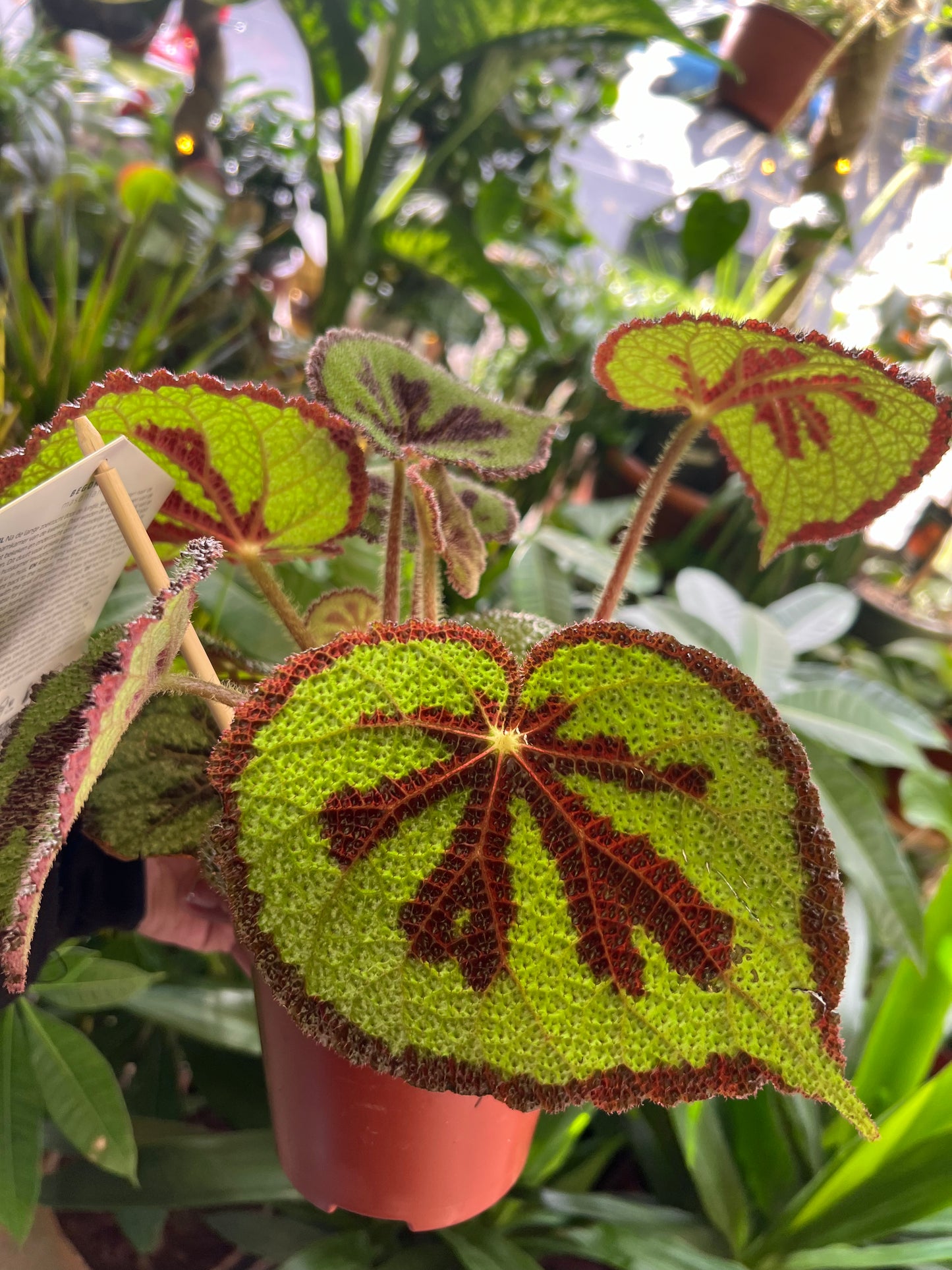 Begonia masoniana / Iron Cross Begonia