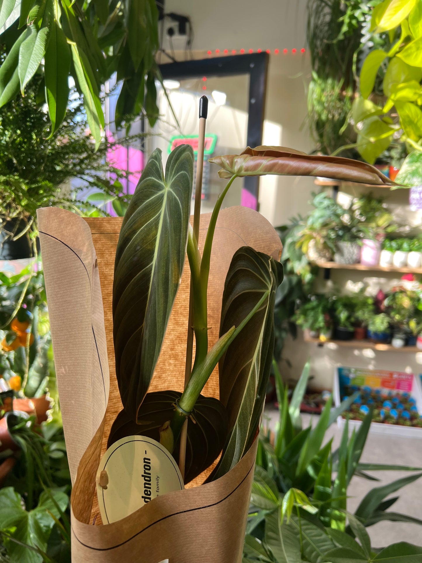 *RARE* Philodendron melanochrysum