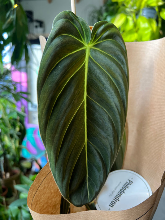 *RARE* Philodendron melanochrysum