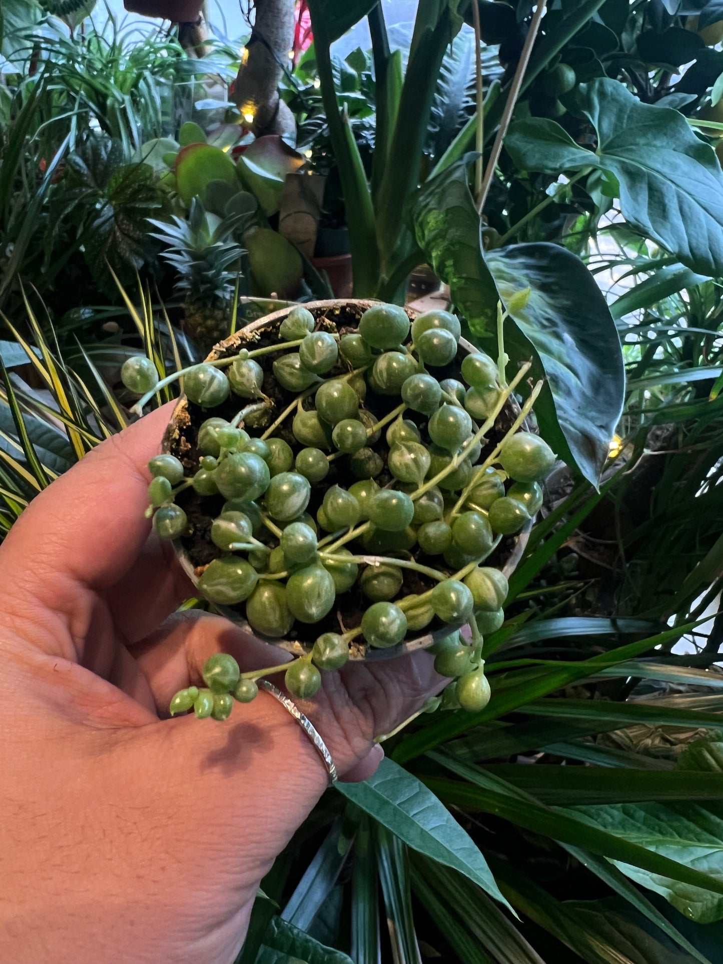 *RARE Variegated* String of Pearls / Senecio rowleyanus