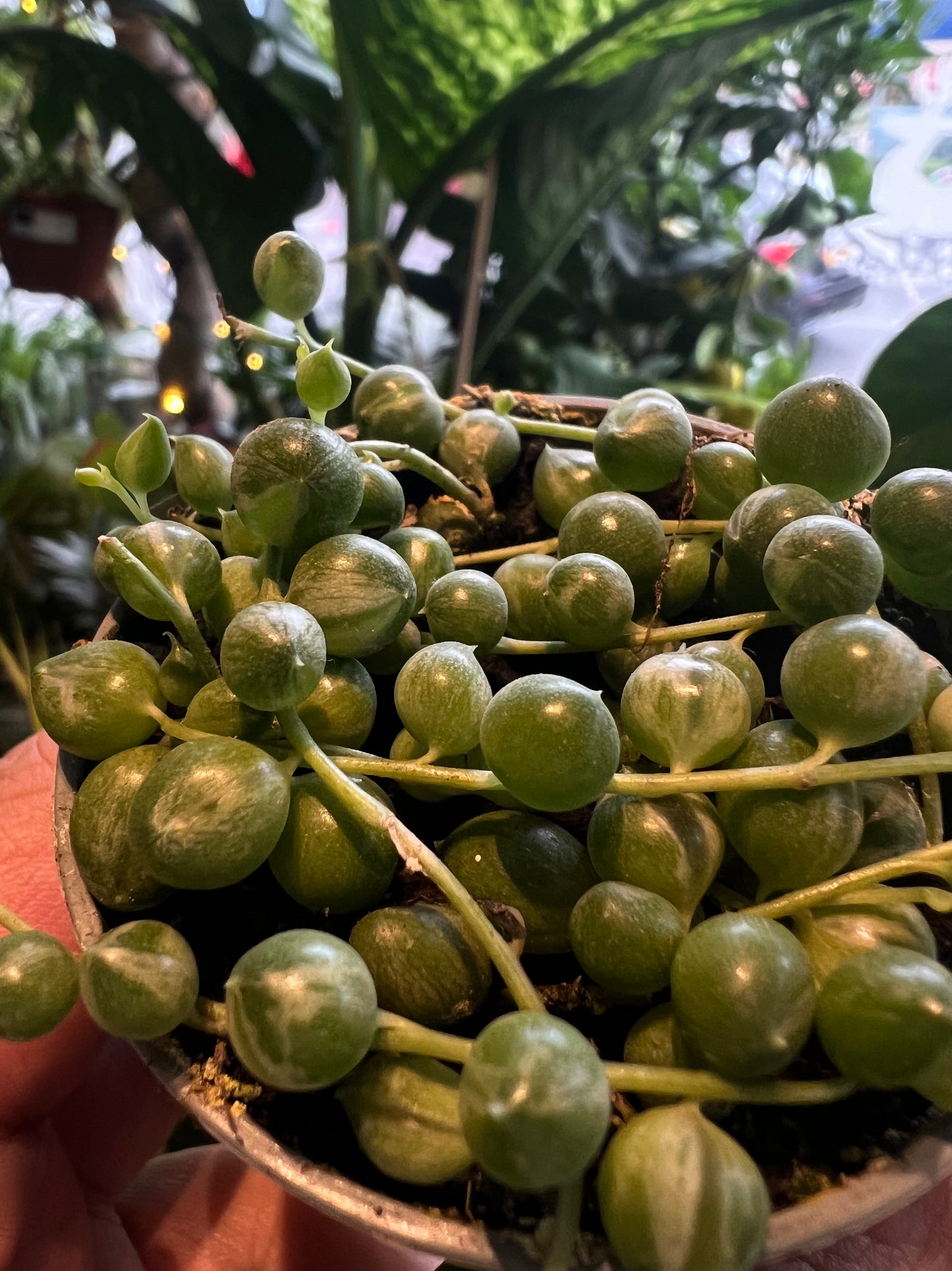 *RARE Variegated* String of Pearls / Senecio rowleyanus