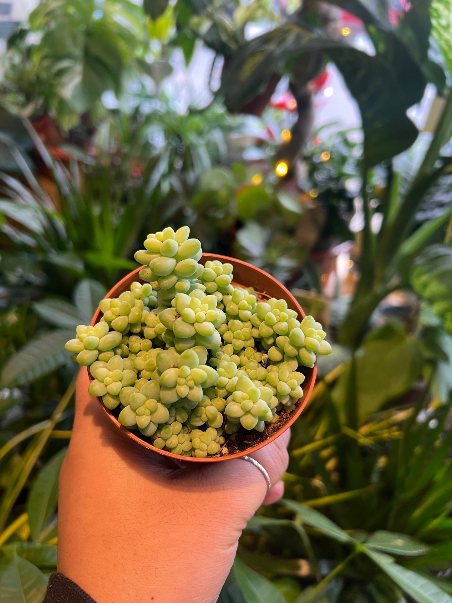 Sedum Burrito / 'Donkey's Tail'