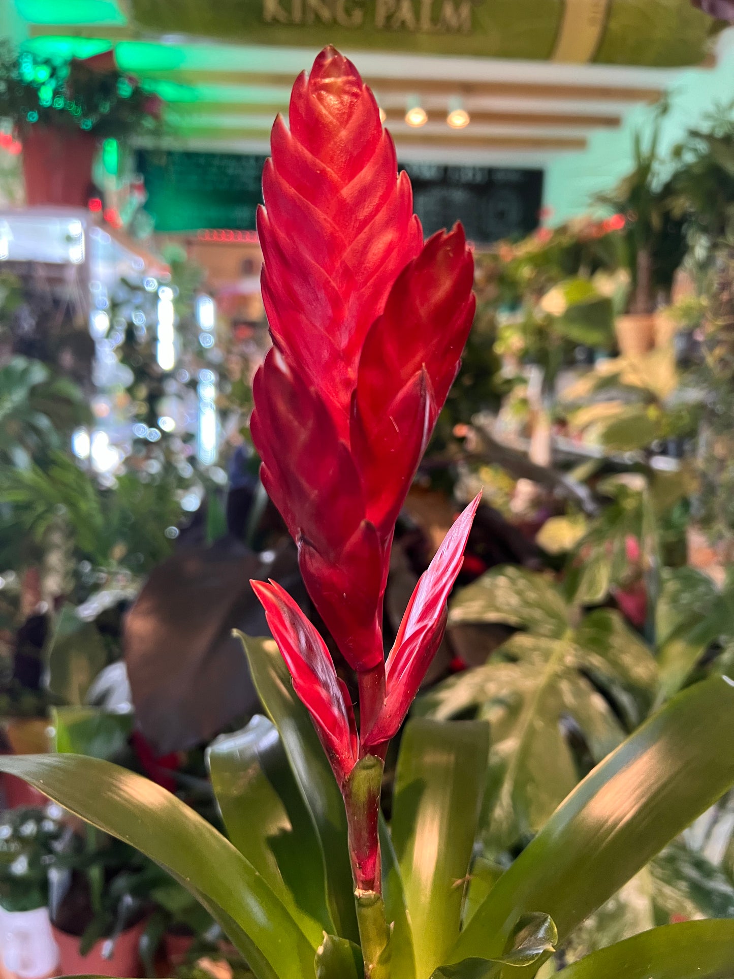 Bromeliad vriesea / 'Flaming Sword'